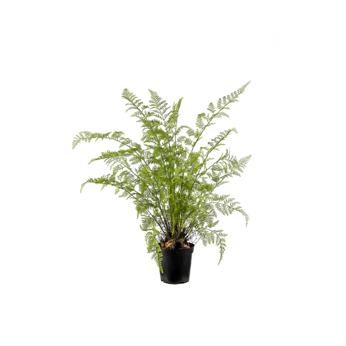 Konstväxt Mr Plant Ormbunke 80-90