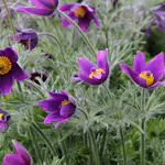 Backsippa Omnia Garden