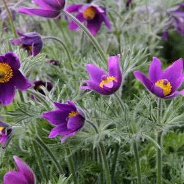 Backsippa Omnia Garden