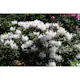 Rhododendron Omnia Garden Cunningham's White