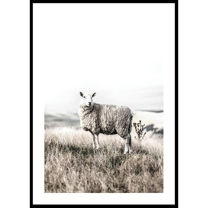 Poster Gallerix White Sheep In Field