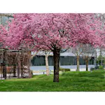 Körsbärsträd Omnia Garden Japanskt Prunus Kanzan 100-120 cm