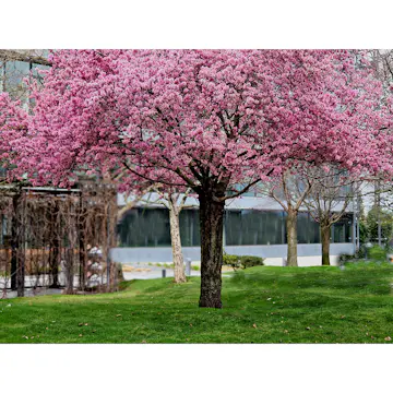 Körsbärsträd Omnia Garden Japanskt Prunus Kanzan 100-120 cm