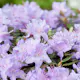 Rhododendron Tuvalpros Omnia Garden Ramapo 20-25 cm