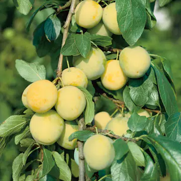 Plommonträd Omnia Garden Reine Claude d´Oullins Svagväxande