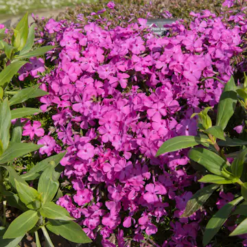 Perenn Omnia Garden Mossflox Mcdaniel´s Cushion