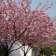 Körsbärsträd Omnia Garden Japanskt Prunus Kanzan 100-120 cm