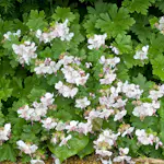 Perenn Omnia Garden Flocknäva Biokovo Liten