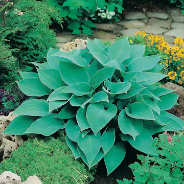 Perenn Omnia Garden Blåfunkia Halcyon