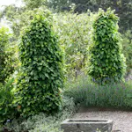 AvenBok Omnia Garden 125-150 cm