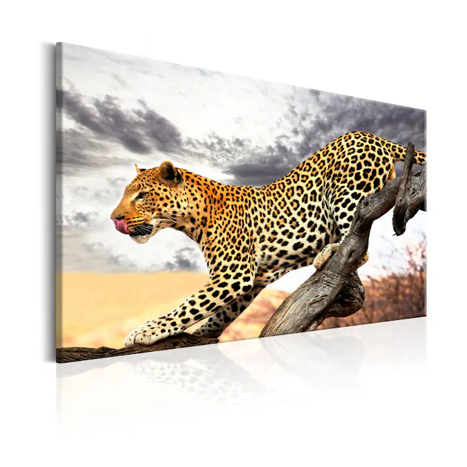 Tavla Arkiio Predatory Stare