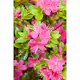 Rhododendron Azalea Omnia Garden Kermesina 20-25 cm