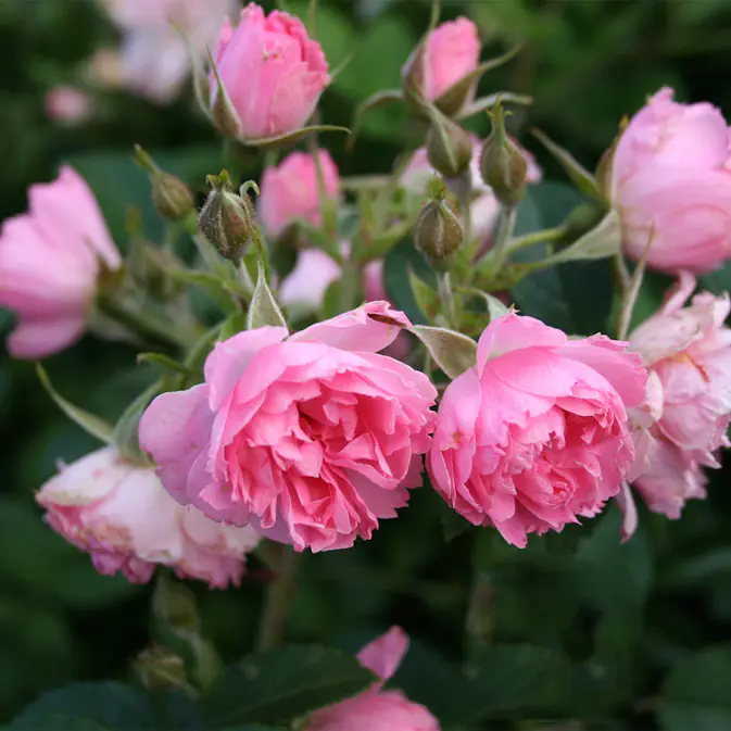 Storblommig Buskros Omnia Garden Pink Grootendorst