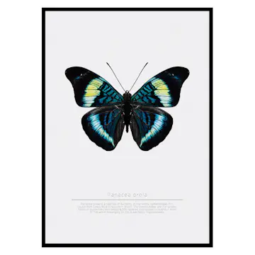 Poster Gallerix Butterfly Display