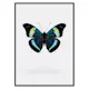 Poster Gallerix Butterfly Display