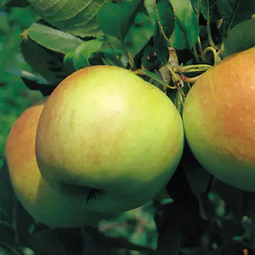 Äppelträd Omnia Garden James Grieve E Svagväxande