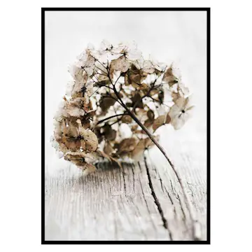 Poster Gallerix Dried Field Flower No1