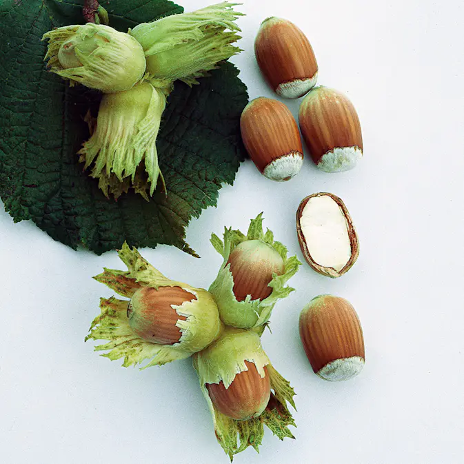 Buske Storfruktig Hasselnöt Omnia Garden 60-80 cm