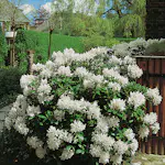 Rhododendron Omnia Garden Cunningham's White