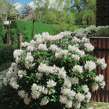 Rhododendron Omnia Garden Cunningham's White