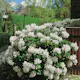 Rhododendron Omnia Garden Cunningham's White