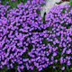 Perenn Omnia Garden Aubrieta Blaumeise