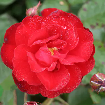 Flerblommig Rabattros Omnia Garden Lilli Marleen