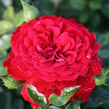 Storblommig Klätterros Omnia Garden Grand Award