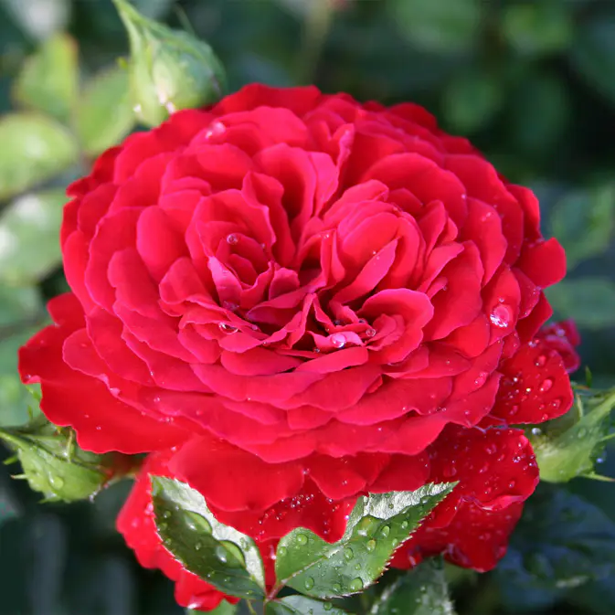 Storblommig Klätterros Omnia Garden Grand Award