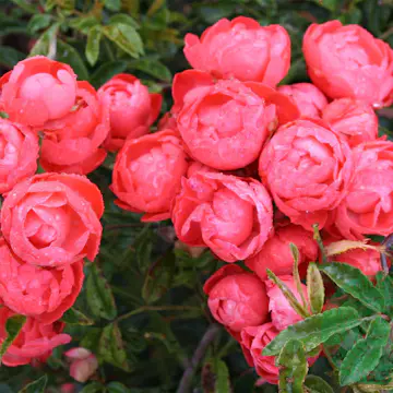 Rabattros Omnia Garden Marktäckande Orange Morsdag