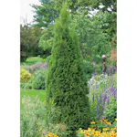 Ädeltuja Omnia Garden Smaragd 80-100 cm
