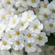 Buske Omnia Garden Bukettspirea 30-50cm Krukodlade