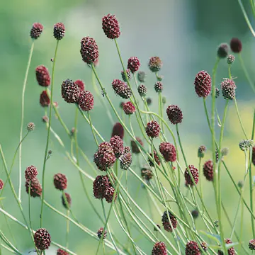 Perenn Omnia Garden Blodtopp Tanna