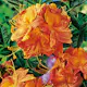 Rhododendron Azalea Omnia Garden Knaphill Klondyke 30-40 cm
