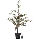 Dekorationsträd Star Trading Larix 115 cm 40L