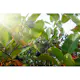Buske Omnia Garden Svartaronia Aronia Mel Hugin 20-40 cm