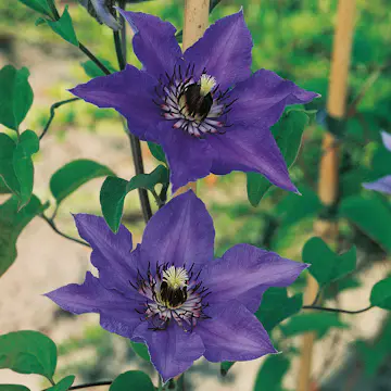 Klätterväxt Royalblå Patens Klematis Omnia Garden 40-60 cm