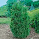 Idegran Hybrid Omnia Garden Hillii 30-40 cm