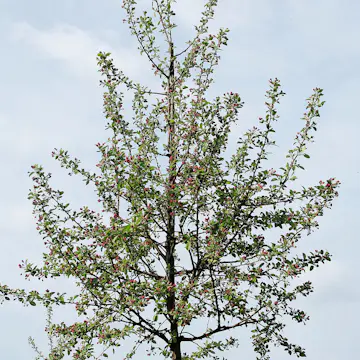 Prydnadsträd Prydnadsapel Omnia Garden Evereste