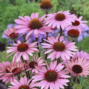 Perenn Omnia Garden Solhatt Magnus Röd