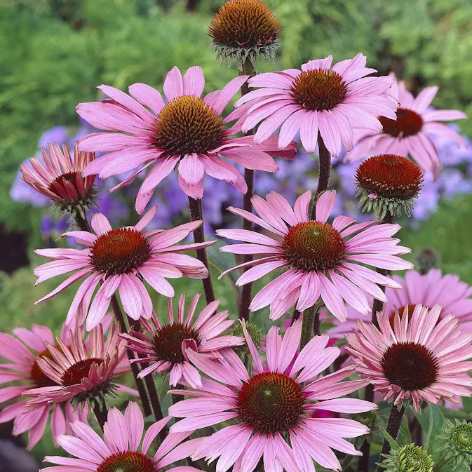 Perenn Omnia Garden Solhatt Magnus Röd