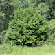 Buske Hassel Omnia Garden 150-200cm