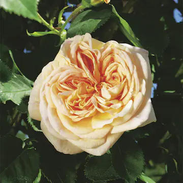 Storblommig Buskros Omnia Garden Alchymist