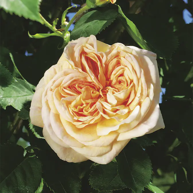 Storblommig Buskros Omnia Garden Alchymist