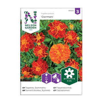 Frö Sammetstagetes Nelson Garden Carmen