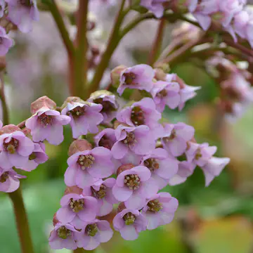 Snittblomma Omnia Garden Hjärtbergenia Möja