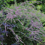 Prydnadsbuske Omnia Garden Sommarbuddleja