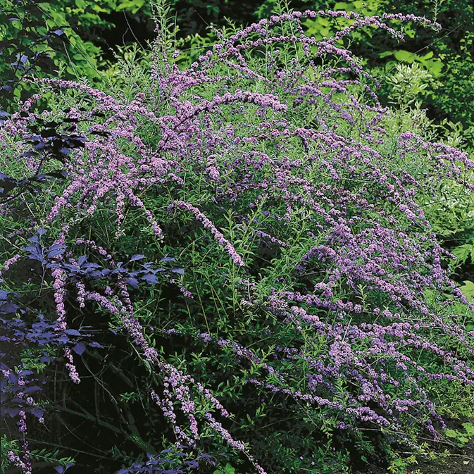 Prydnadsbuske Omnia Garden Sommarbuddleja