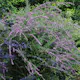 Prydnadsbuske Omnia Garden Sommarbuddleja