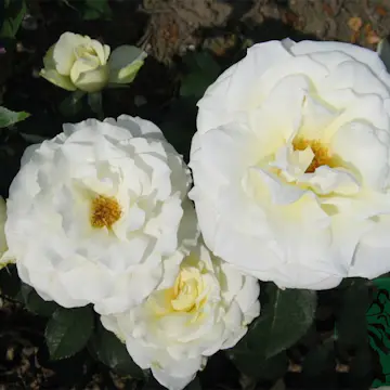 Storblommig Buskros Omnia Garden Memoire